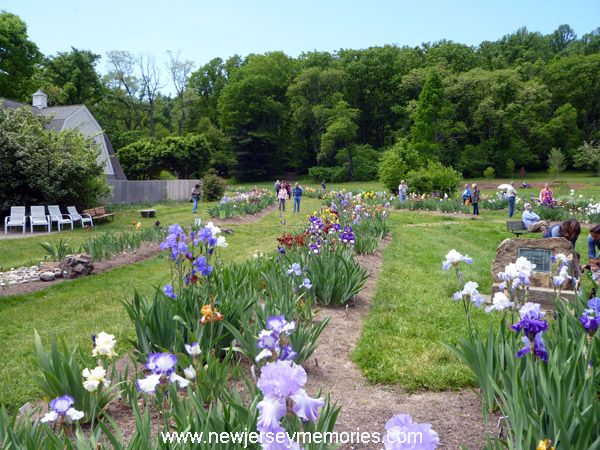 photo PresbyIrisGardenMontclairNJ2_zpsa5df17d5.jpg