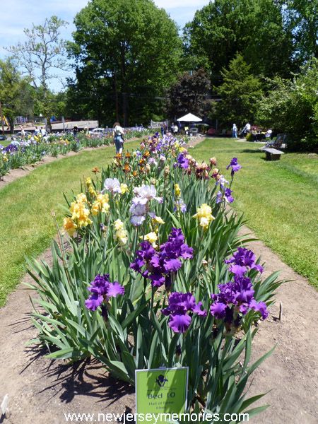 photo PresbyIrisGardenMontclairNJ3_zps2a22613d.jpg