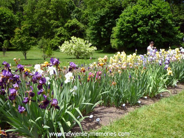 photo PresbyIrisGardenMontclairNJ4_zpscd333c55.jpg