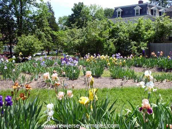 photo PresbyIrisGardenMontclairNJ5_zps5524c804.jpg