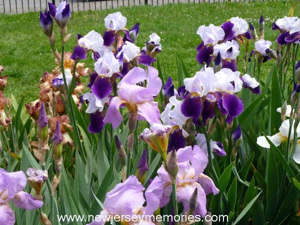 photo PresbyIrisGardenMontclairNJ8_zps5a4f204c.jpg