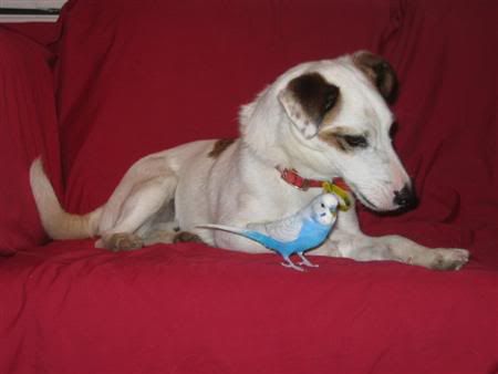 December132006-animalicious008Custo.jpg