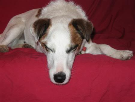 December132006-animalicious014Custo.jpg