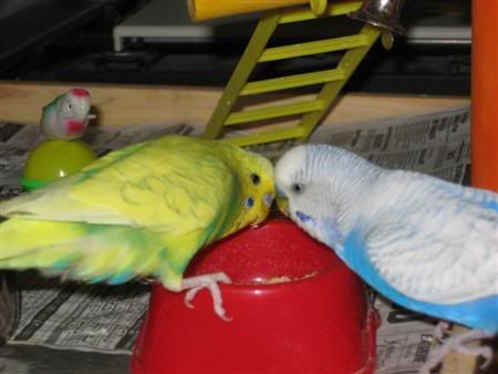 December132006-animalicious017Custo.jpg