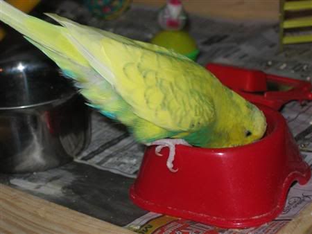 December132006-animalicious018Custo.jpg