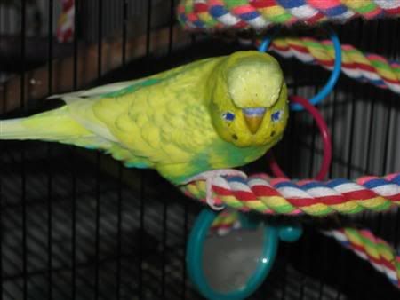 December132006-animalicious021Custo.jpg