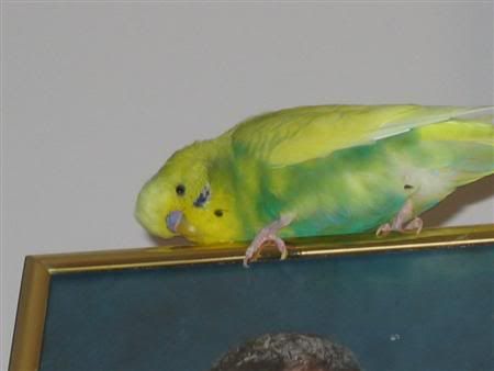 December72006-birdies002Custom.jpg