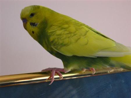 December72006-birdies021Custom.jpg