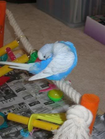 December72006-birdies039Custom.jpg