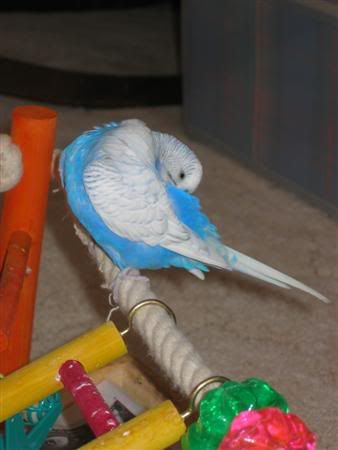 December72006-birdies040Custom.jpg