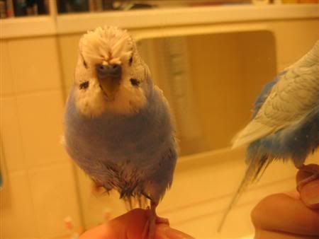 November12006-blinkiesshower006Cust.jpg
