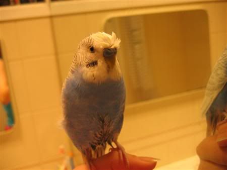 November12006-blinkiesshower007Cust.jpg