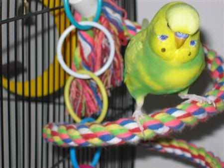 November272006-ozzie001Custom.jpg