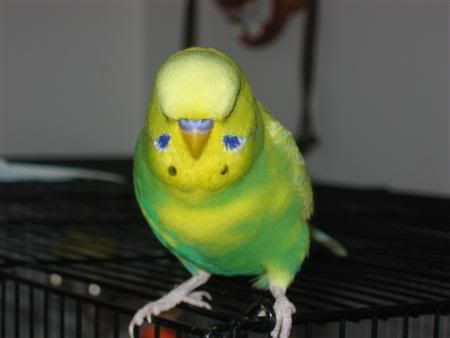 November272006-ozzie002Custom.jpg