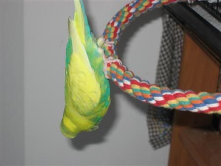 November272006-ozzie005Custom.jpg