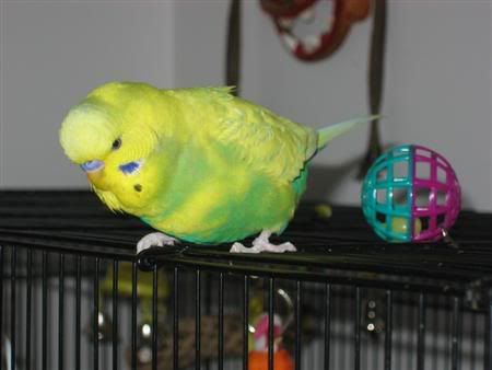 November272006-ozzie007Custom.jpg