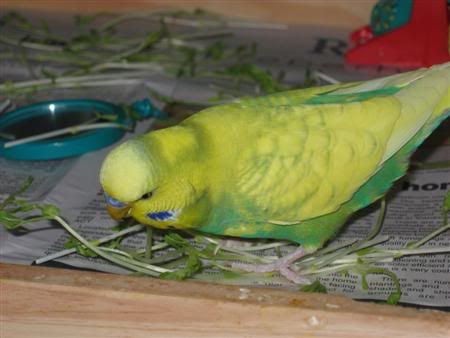 November272006-ozzie009Custom.jpg