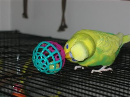 November272006-ozzie010Custom.jpg