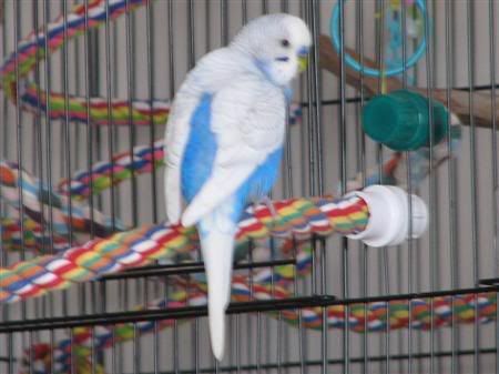 November32006-petswdadscamera001Cus.jpg