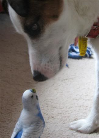 November32006-petswdadscamera010Cus.jpg