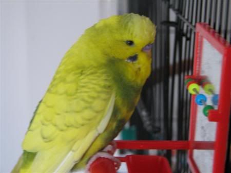 November32006-petswdadscamera020Cus.jpg