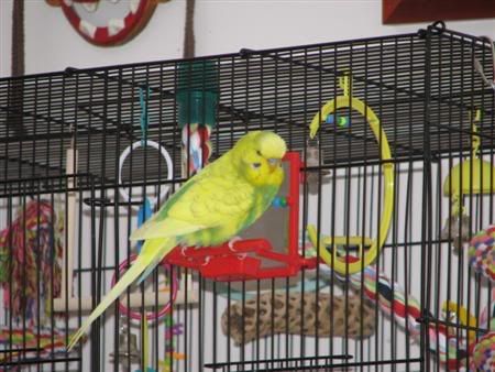November32006-petswdadscamera031Cus.jpg