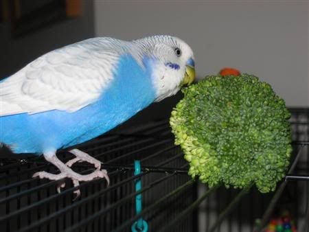 November82006-afternoonsalad044Cust.jpg