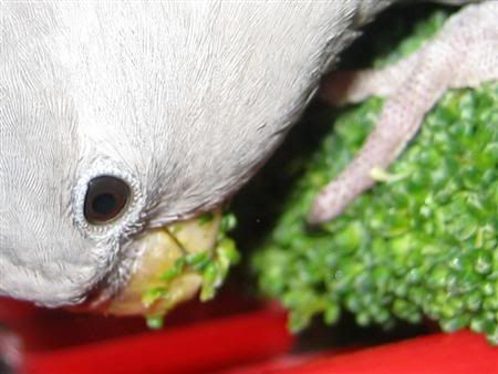 November82006-afternoonsalad048Cust.jpg