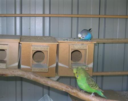 October102006-breeding002Custom.jpg
