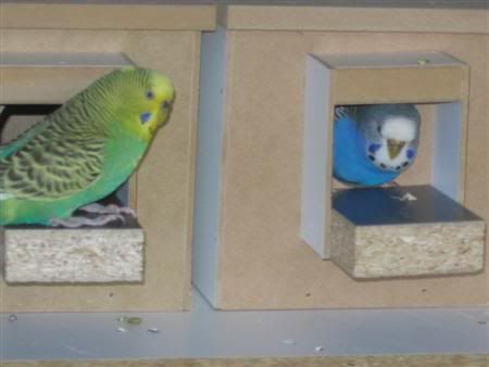 October102006-breeding005Custom.jpg