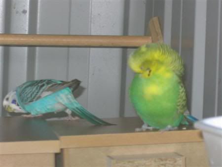 October102006-breeding006Custom.jpg