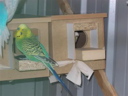 October102006-breeding008Custom.jpg
