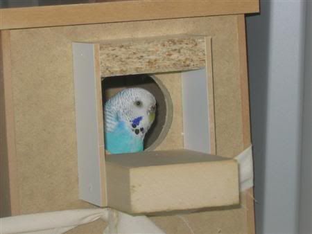 October102006-breeding009Custom.jpg