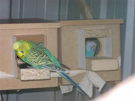 October102006-breeding010Custom.jpg