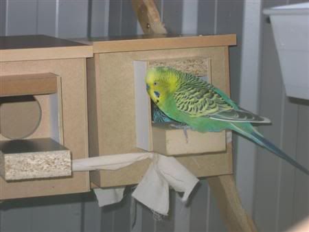 October102006-breeding011Custom.jpg