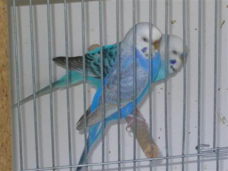 October102006-breeding013Custom.jpg