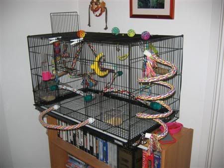 October102006-breeding015.jpg
