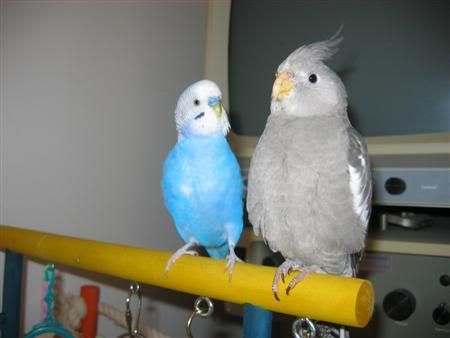 October162006-budgietiel009Custom.jpg