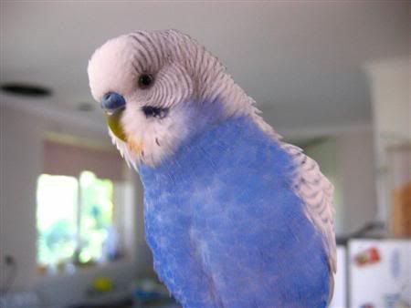 October292006-pets010Custom.jpg