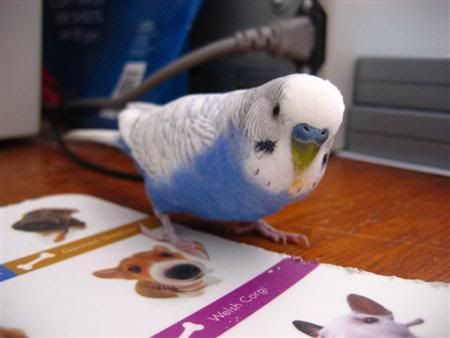 October292006-pets013Custom.jpg