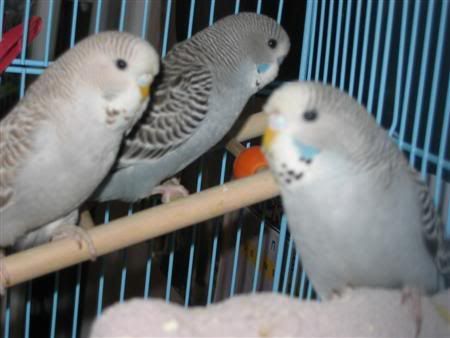 October292006-pets016Custom.jpg