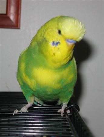 October302006-blinkiesgirlfriend014.jpg