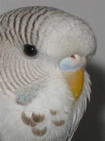 October302006-blinkiesgirlfriend027.jpg