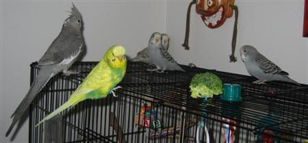 October302006-blinkiesgirlfriend028.jpg
