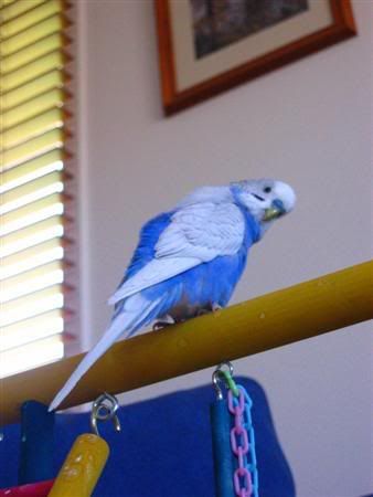 September162006-birds010Custom.jpg