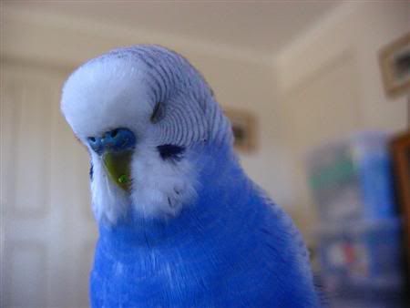 September162006-birds016Custom.jpg