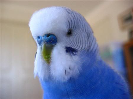 September162006-birds019Custom.jpg
