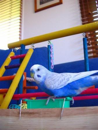 September162006-birds030Custom.jpg