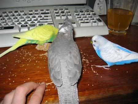 September242006-cookieblinkieand-2.jpg