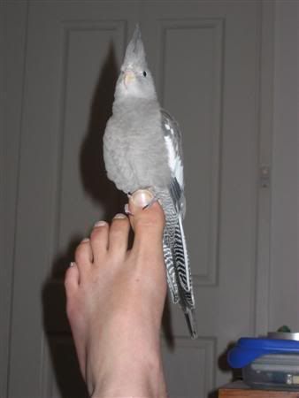 September262006-birdygang002Custom.jpg